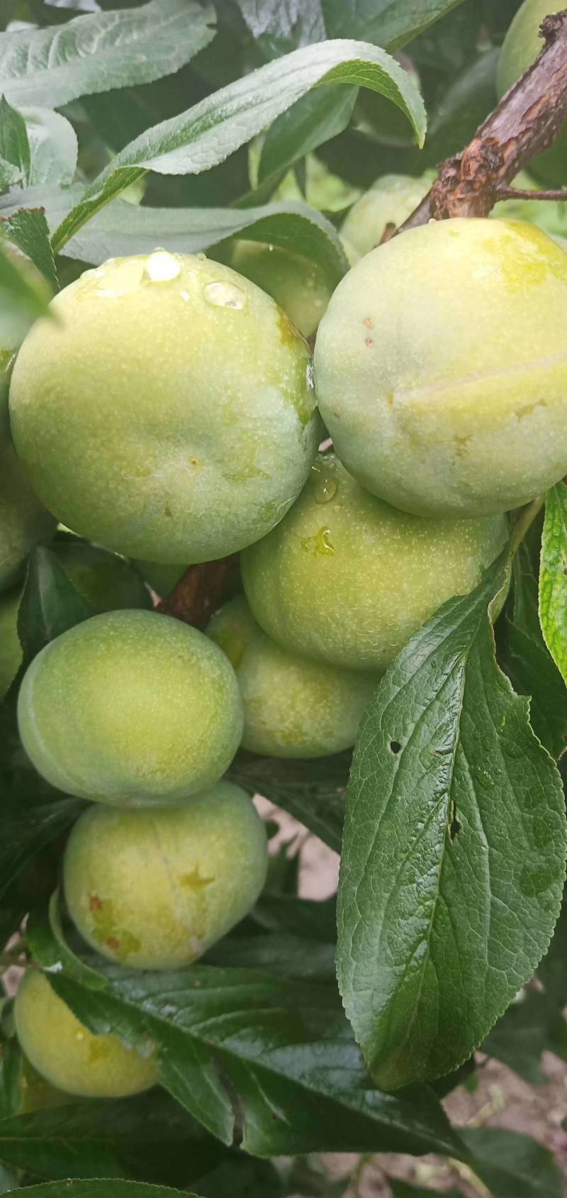 茂县正宗羌脆李大量上市