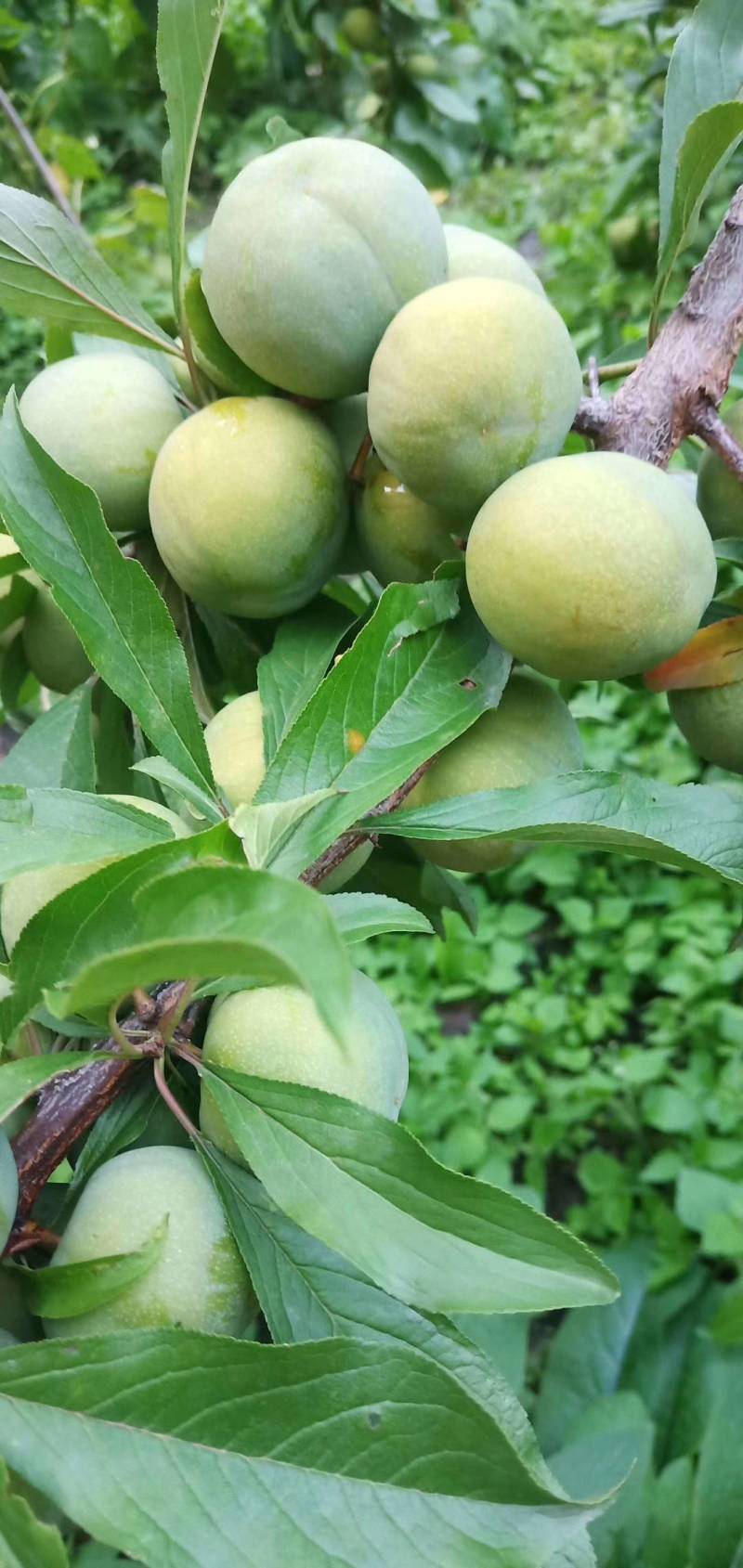 茂县正宗羌脆李大量上市