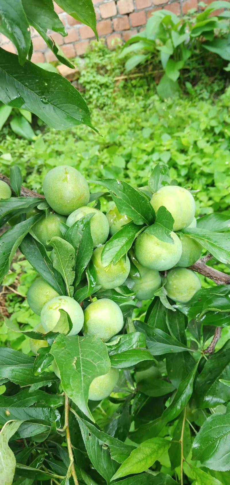 茂县正宗羌脆李大量上市