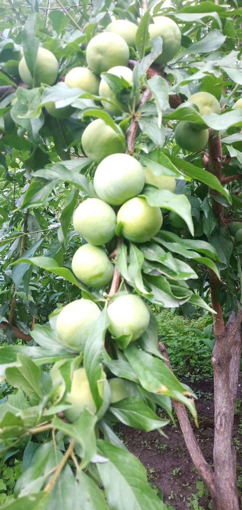 茂县正宗羌脆李大量上市