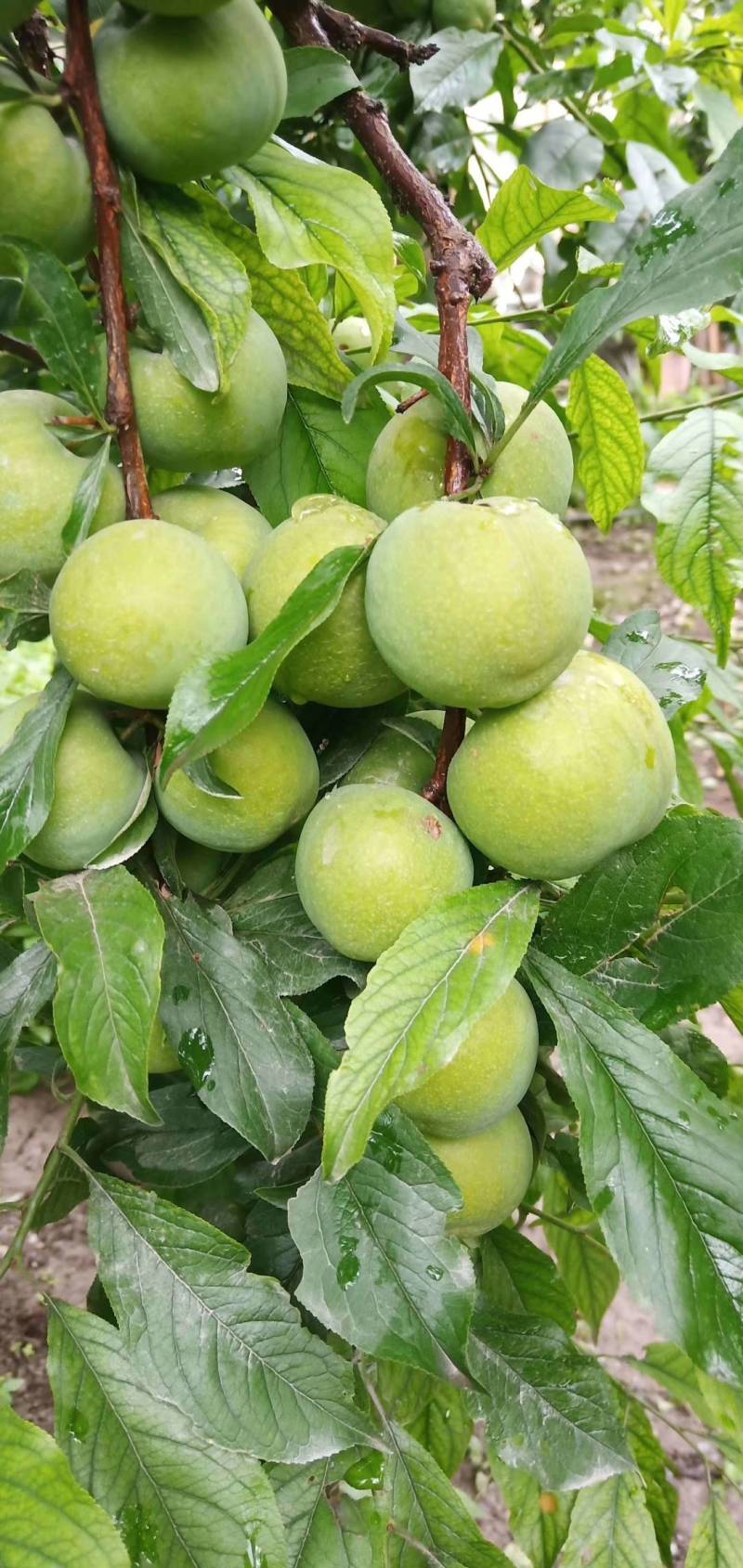 茂县正宗羌脆李大量上市