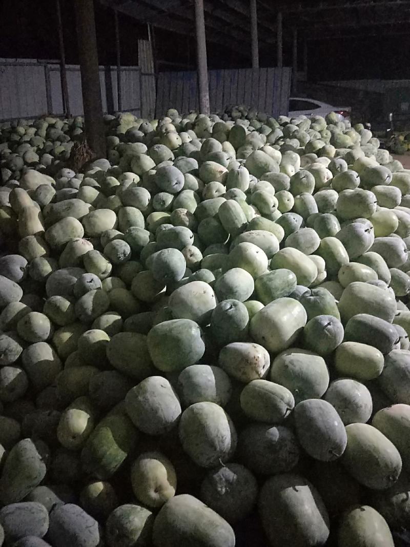 冬瓜水果冬瓜圆冬瓜开封冬瓜大量现货