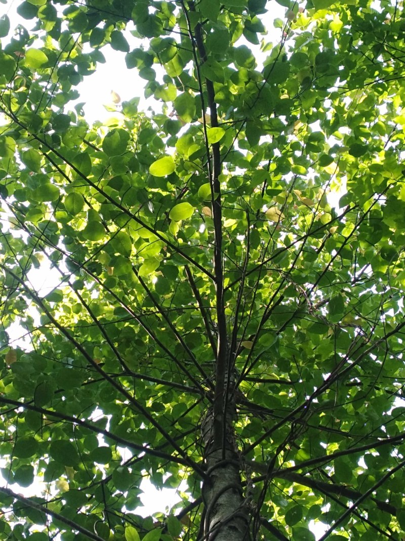 半枫荷、半枫荷药材、半枫荷杆茎枝条