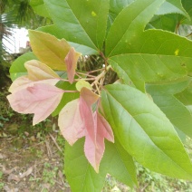 半枫荷、半枫荷药材、半枫荷杆茎枝条