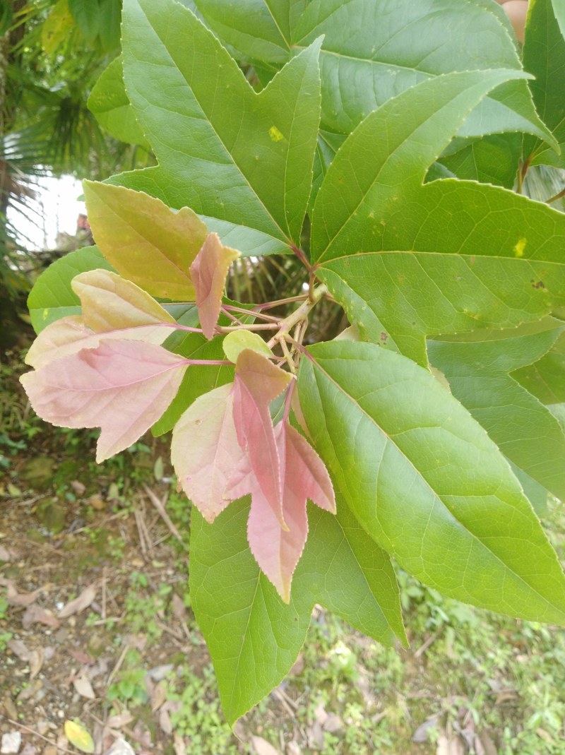 半枫荷、半枫荷药材、半枫荷杆茎枝条