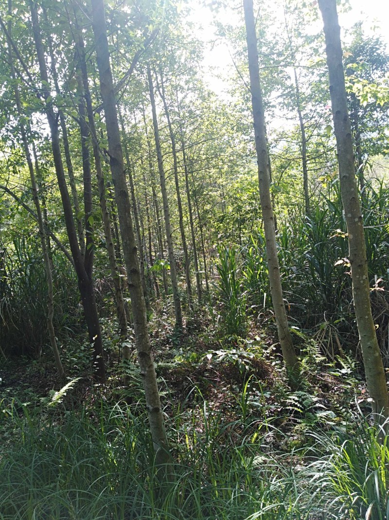 半枫荷、半枫荷药材、半枫荷杆茎枝条