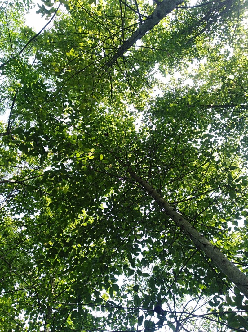 半枫荷、半枫荷药材、半枫荷杆茎枝条