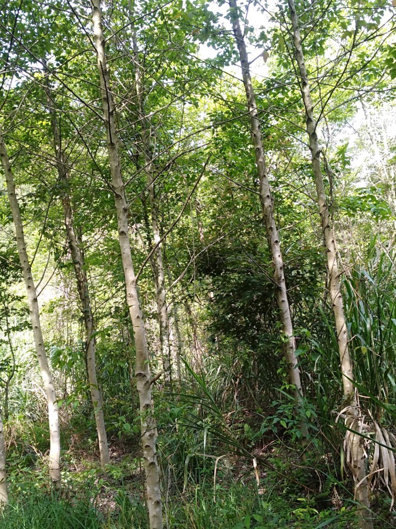 半枫荷、半枫荷药材、半枫荷杆茎枝条