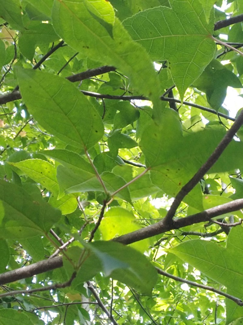 半枫荷、半枫荷药材、半枫荷杆茎枝条