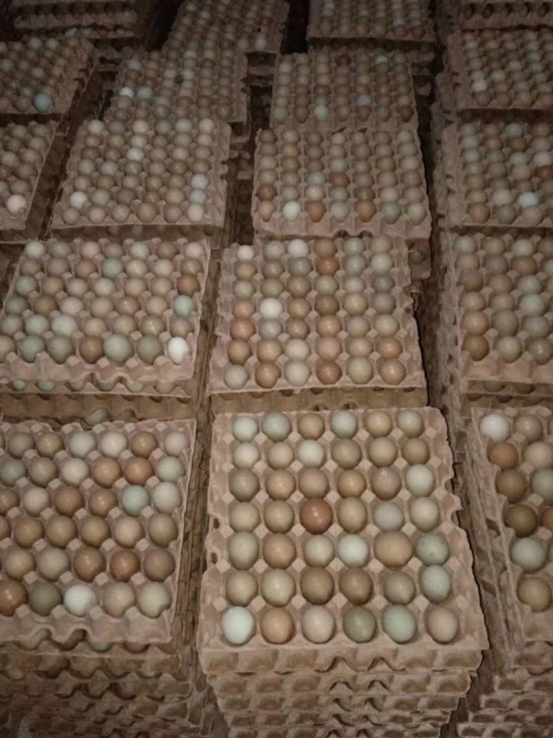 七彩山鸡蛋看着小顶三普通鸡蛋一个顶三