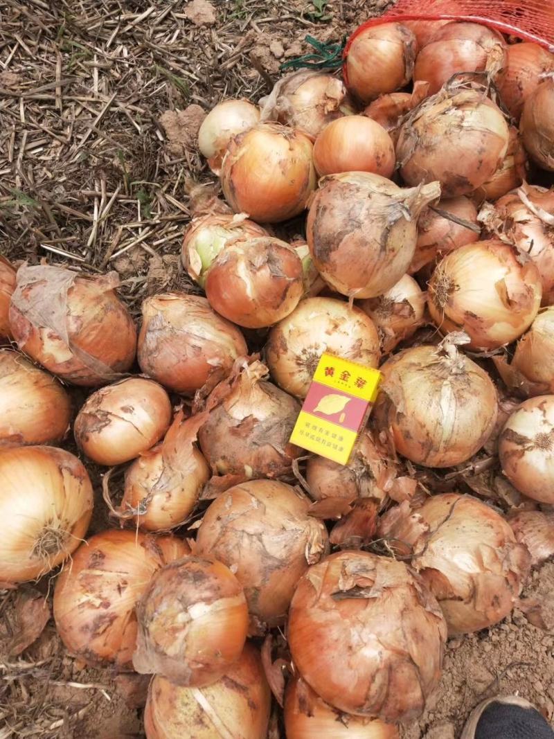 【洋葱】金乡精品黄洋葱个头圆润品质优欢迎选购