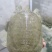 四年以上稻田生态中华鳖
