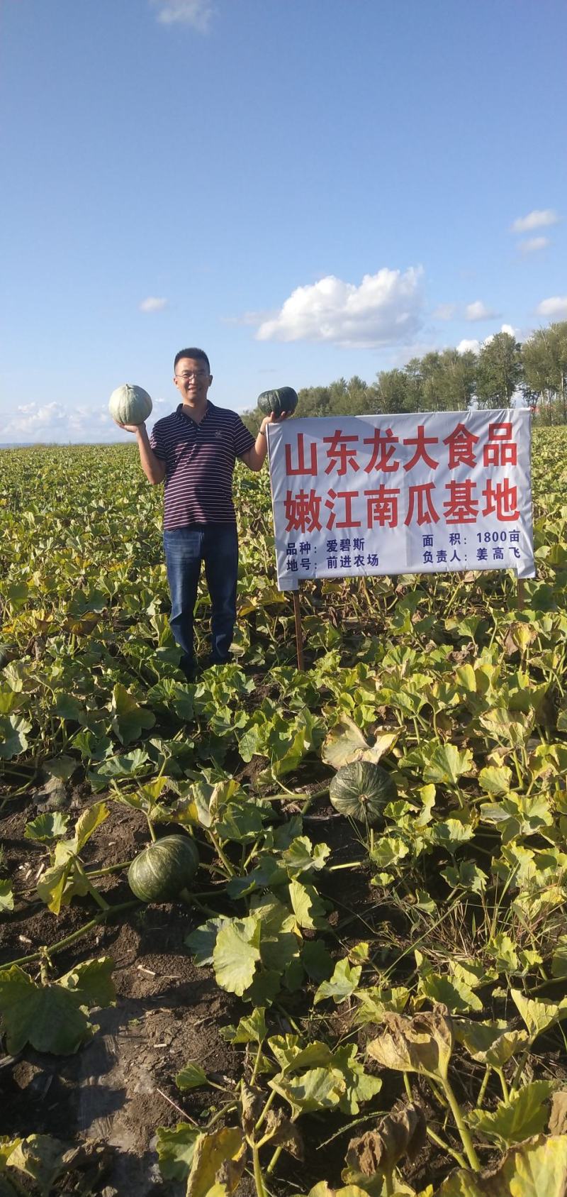 大量供应出口品质南瓜，质优价廉
