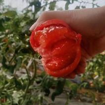 普罗旺斯西红柿苗薄皮沙瓤口感类西红柿品种