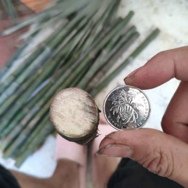 大量实心竹各种规格都有产地直发一手货源老料