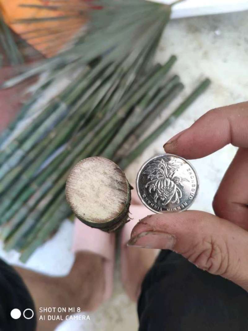 大量实心竹各种规格都有产地直发一手货源老料