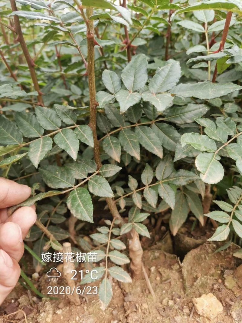 嫁接花椒苗，汉源贡椒，九叶青花椒，大红袍花椒