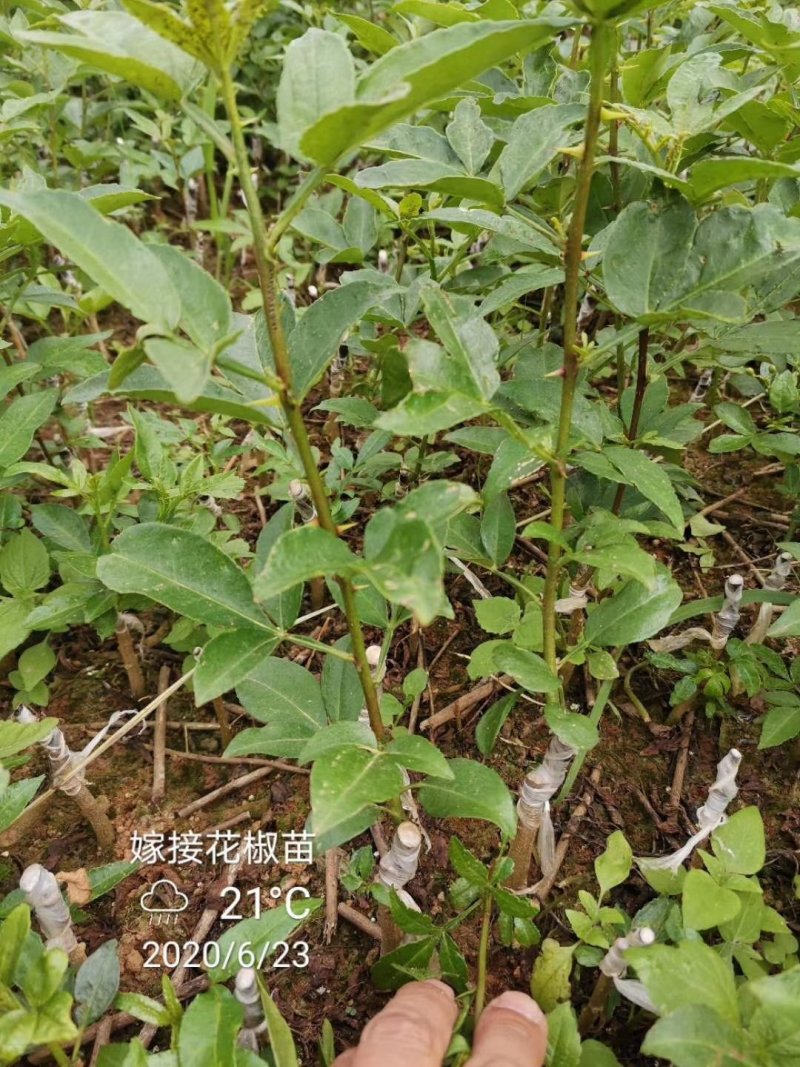 嫁接花椒苗，汉源贡椒，九叶青花椒，大红袍花椒