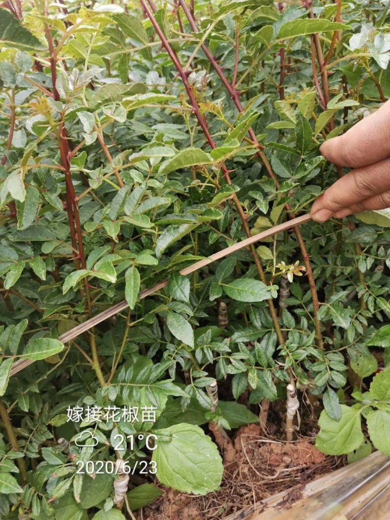 嫁接花椒苗，汉源贡椒，九叶青花椒，大红袍花椒