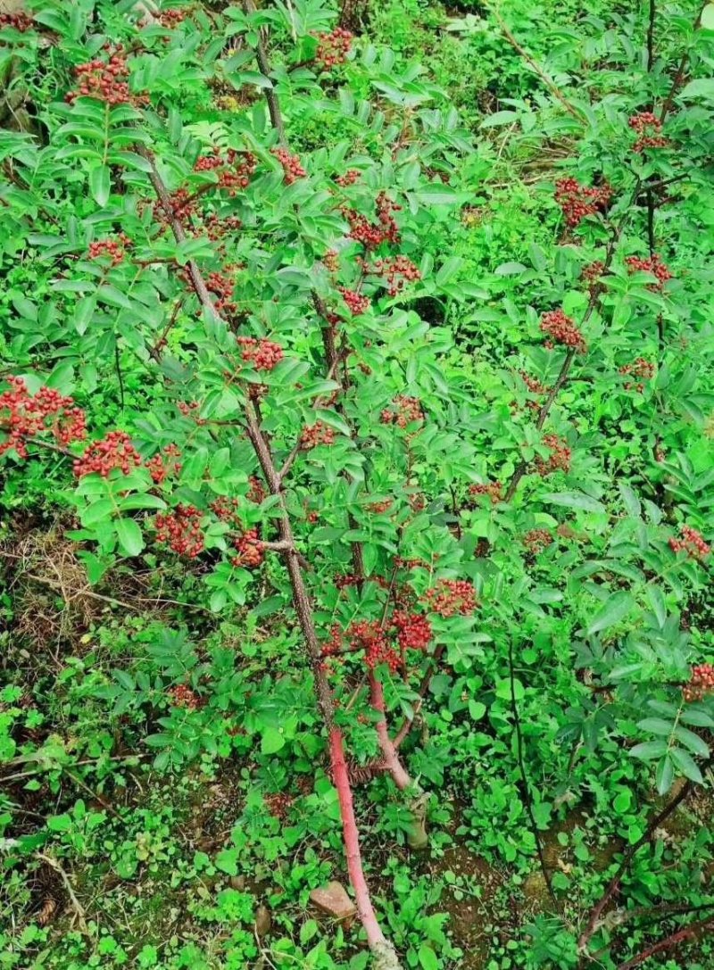 嫁接花椒苗，汉源贡椒，九叶青花椒，大红袍花椒