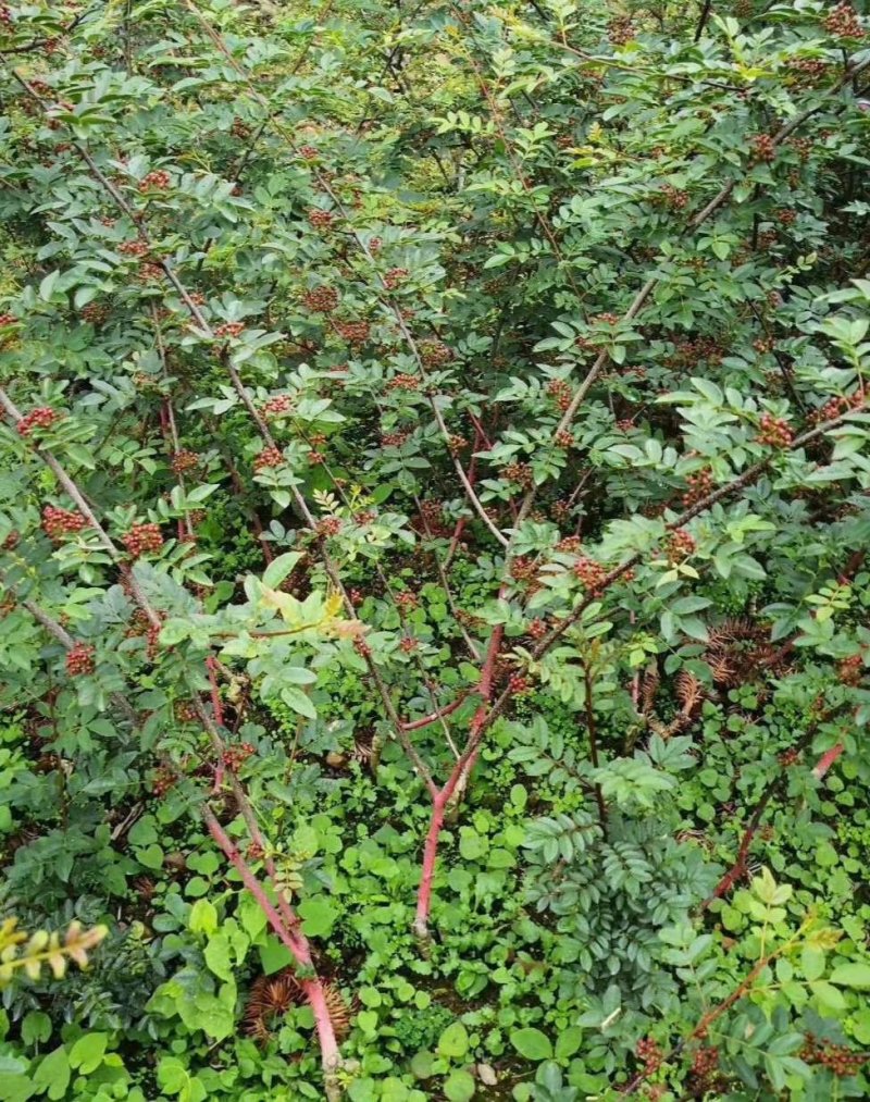 嫁接花椒苗，汉源贡椒，九叶青花椒，大红袍花椒