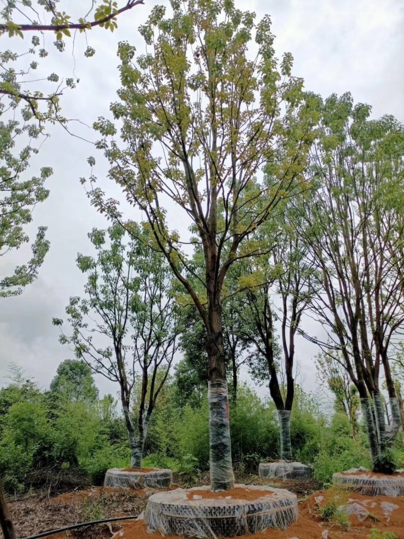 精品全冠移植容器香樟