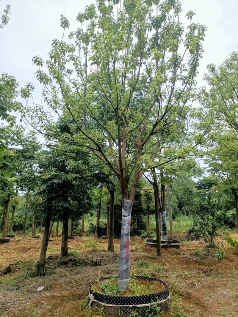 精品全冠移植容器香樟