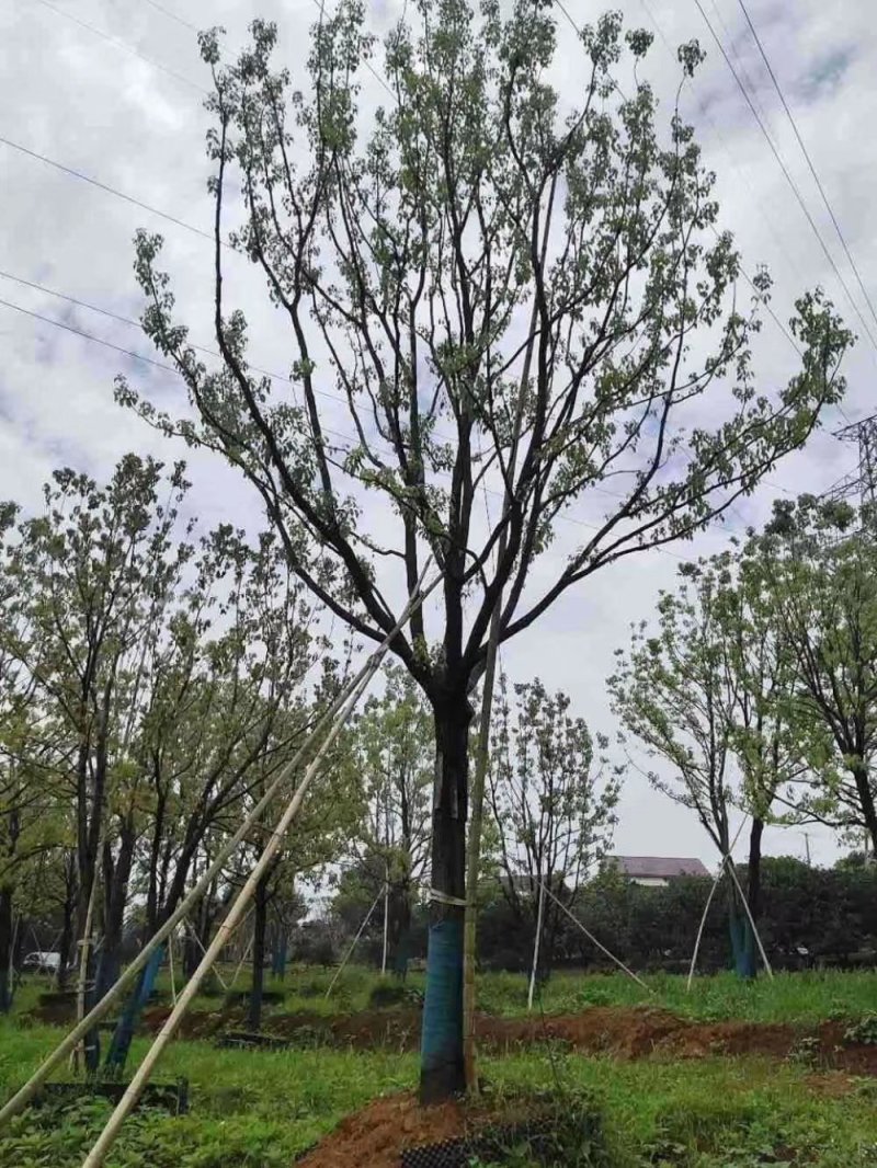 精品全冠移植容器香樟