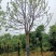 精品全冠移植容器香樟