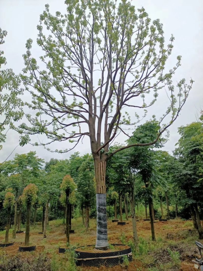 精品全冠移植容器香樟
