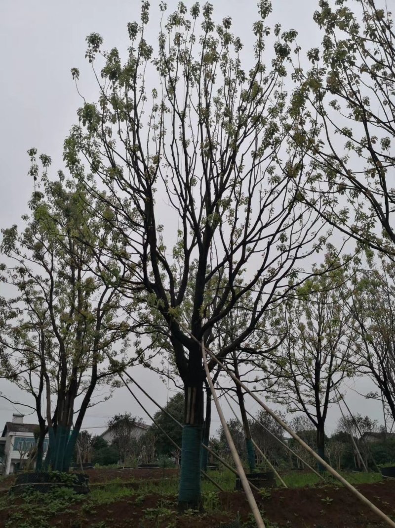 精品全冠移植容器香樟