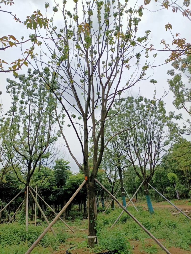 精品全冠移植容器香樟
