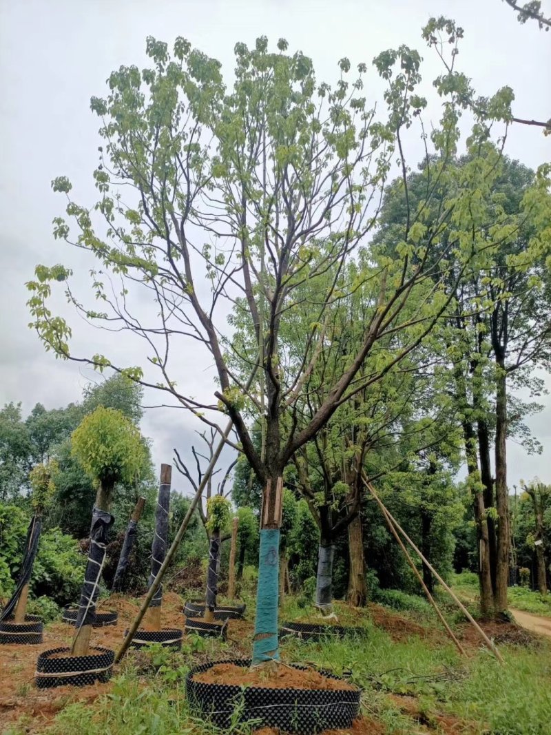 精品全冠移植容器香樟