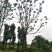 精品全冠移植容器香樟