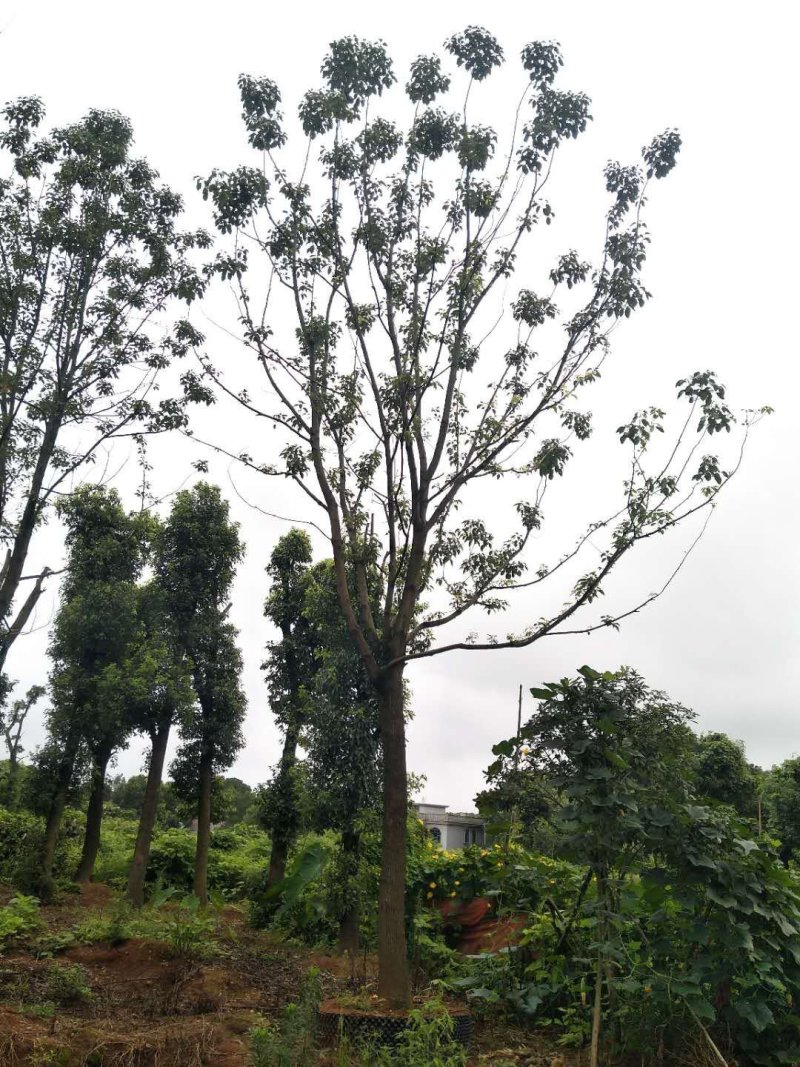 精品全冠移植容器香樟