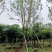 精品全冠移植容器香樟
