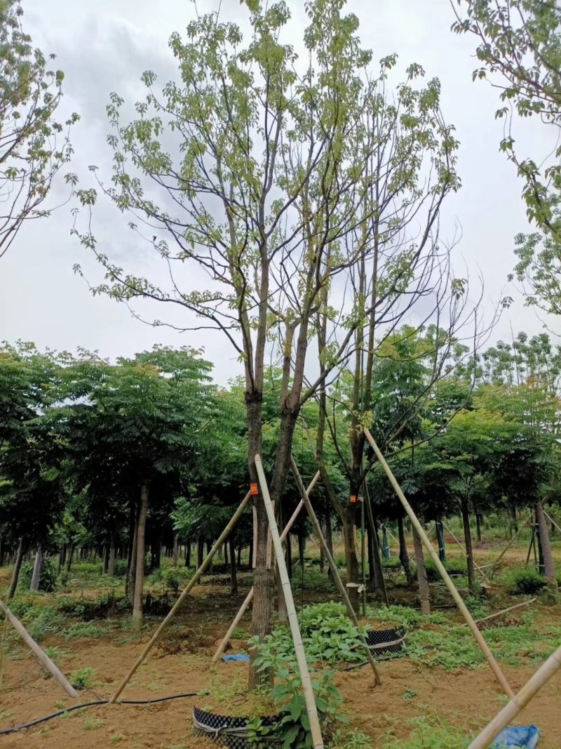 精品全冠移植容器香樟