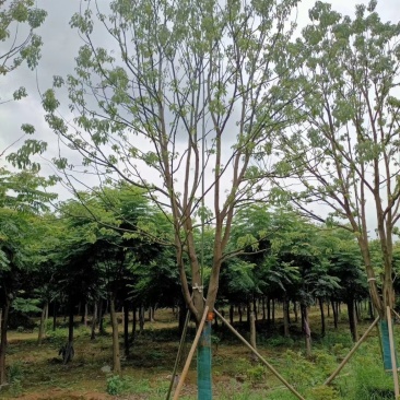 精品全冠移植容器香樟