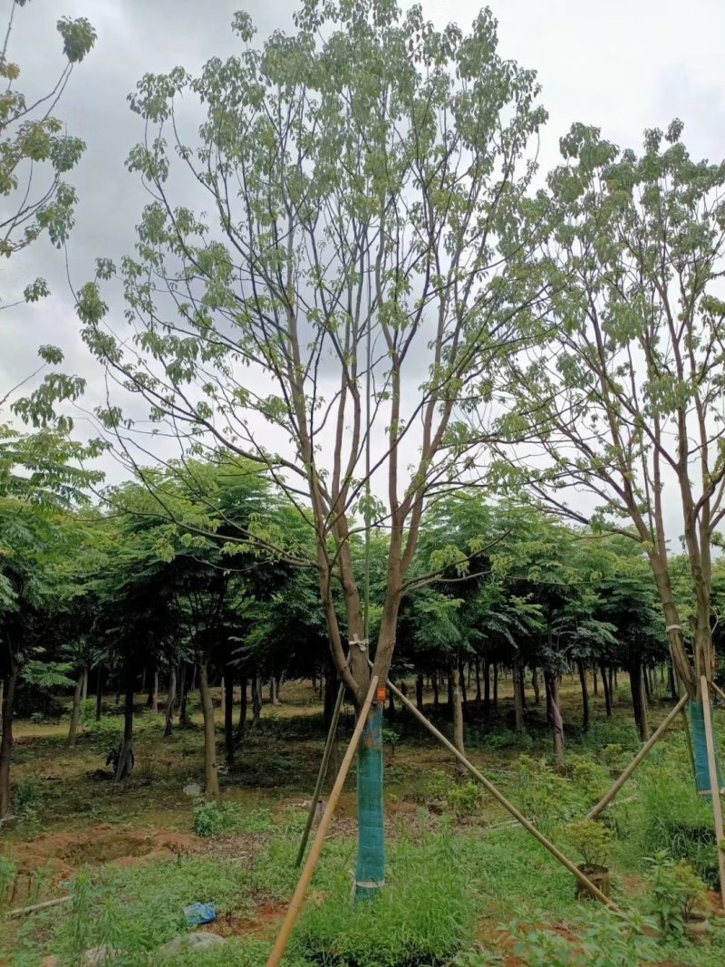 精品全冠移植容器香樟