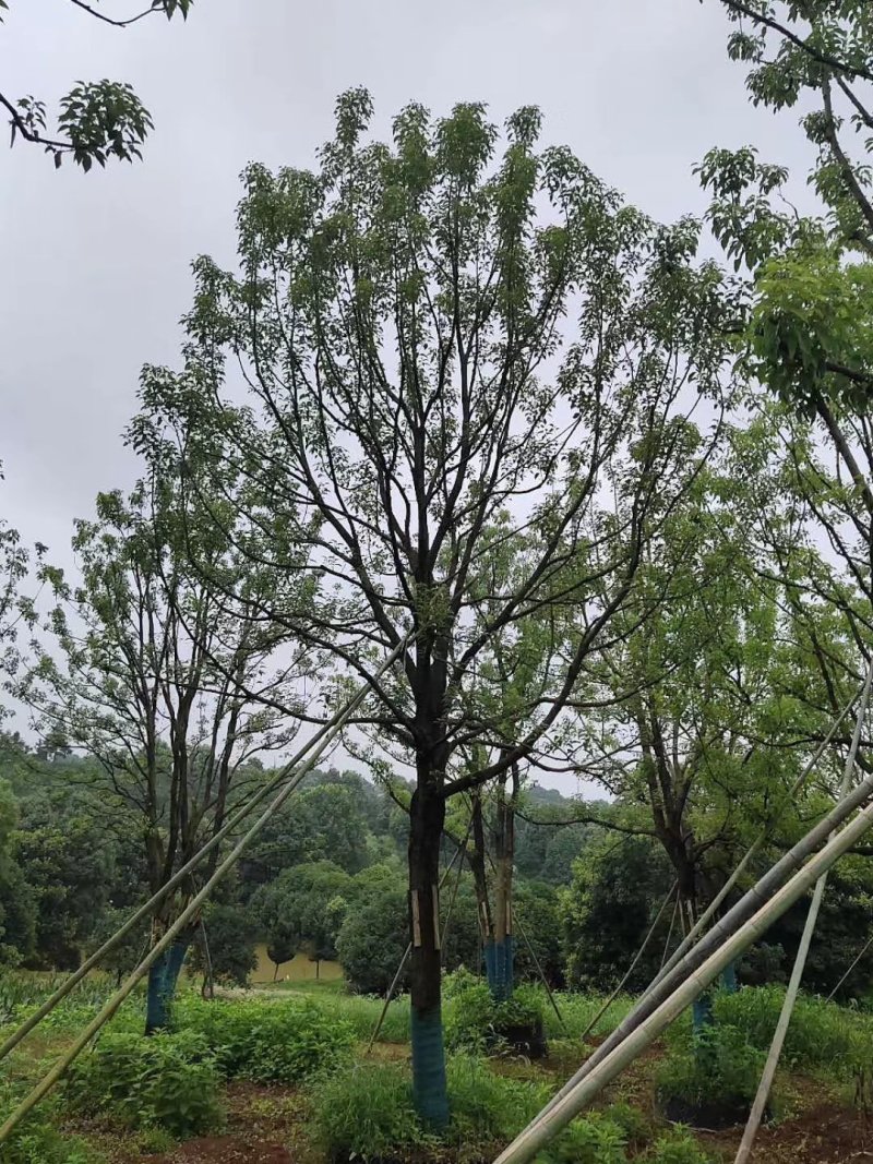 精品全冠移植容器香樟
