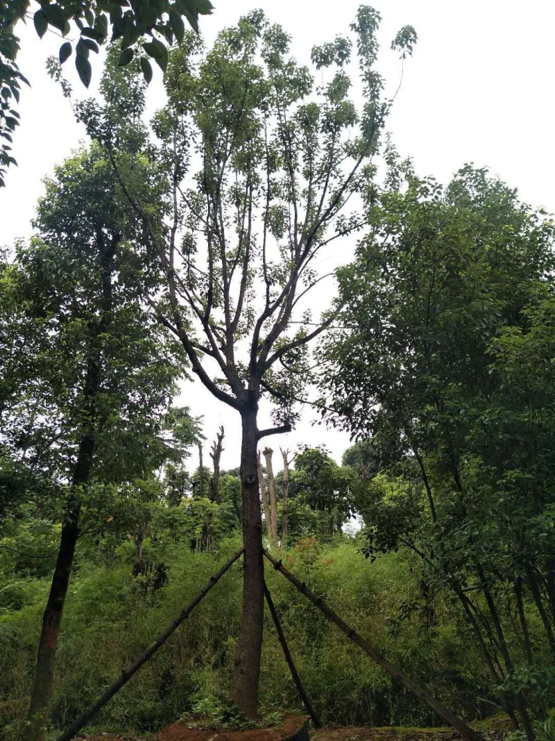 精品全冠移植容器香樟