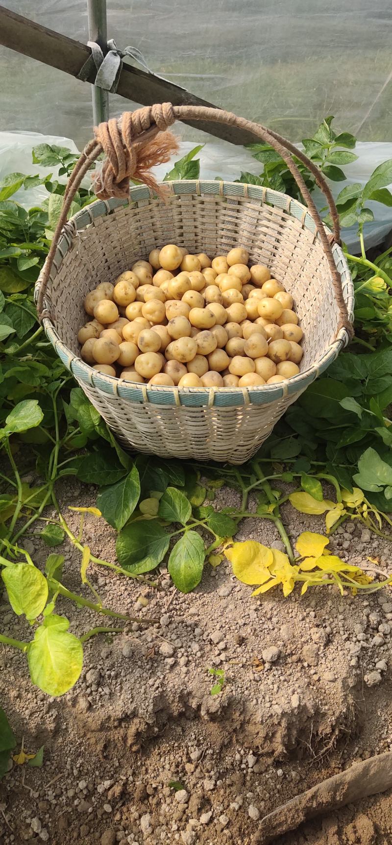小王小土豆批发零售欢迎大家前来釆购