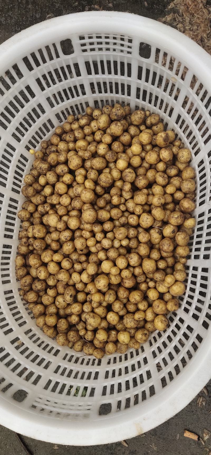 小王小土豆批发零售欢迎大家前来釆购