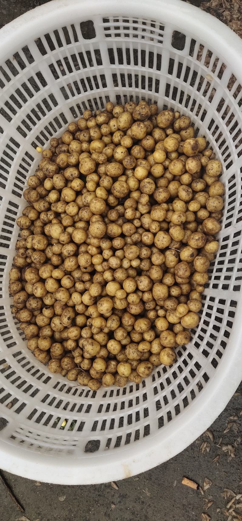 小王小土豆批发零售欢迎大家前来釆购