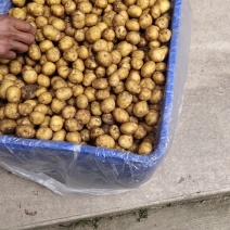 小王小土豆批发零售欢迎大家前来釆购