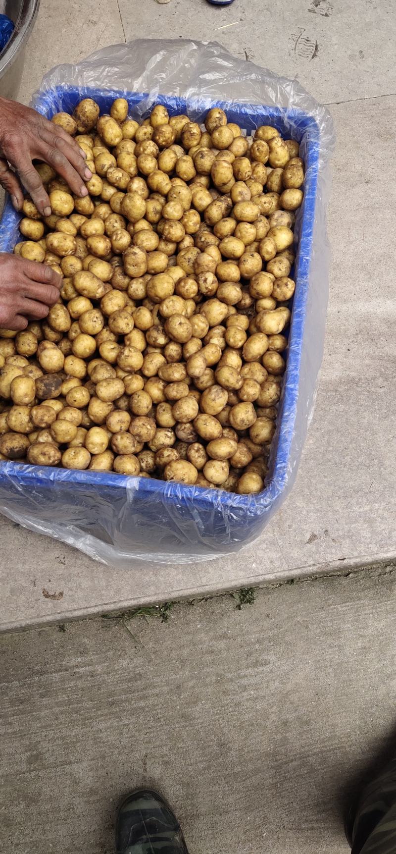 小王小土豆批发零售欢迎大家前来釆购