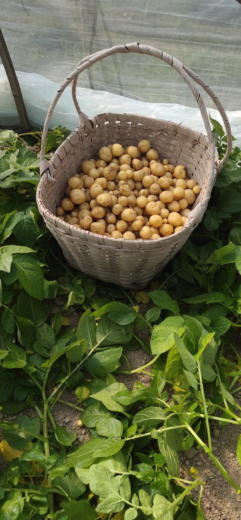 小王小土豆批发零售欢迎大家前来釆购