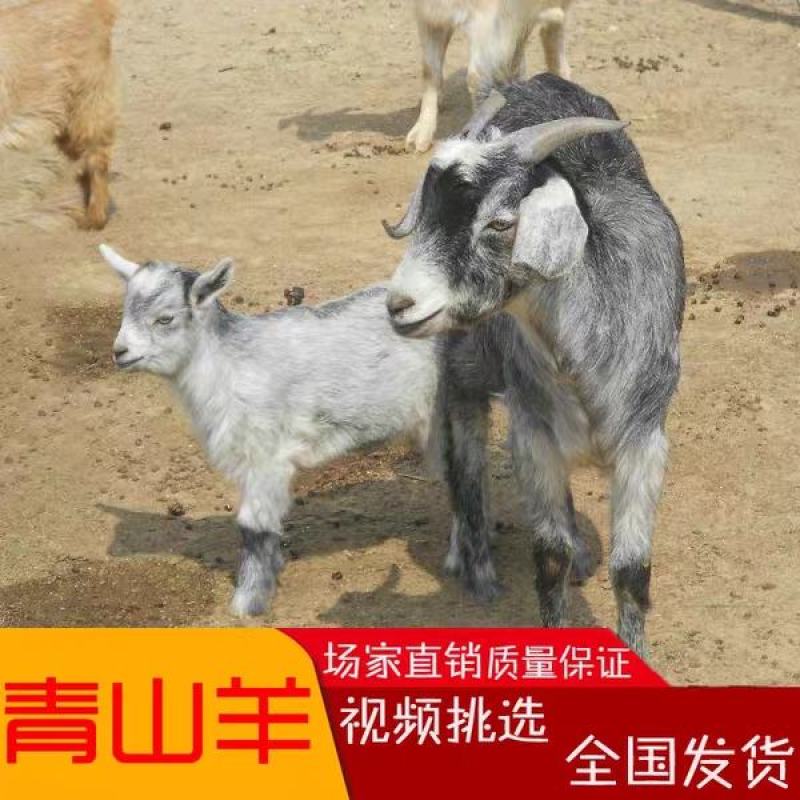 青山羊价格青山羊羊羔头胎怀孕母羊免费运输