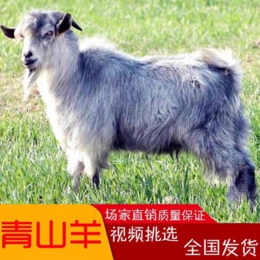 青山羊价格青山羊羊羔头胎怀孕母羊免费运输