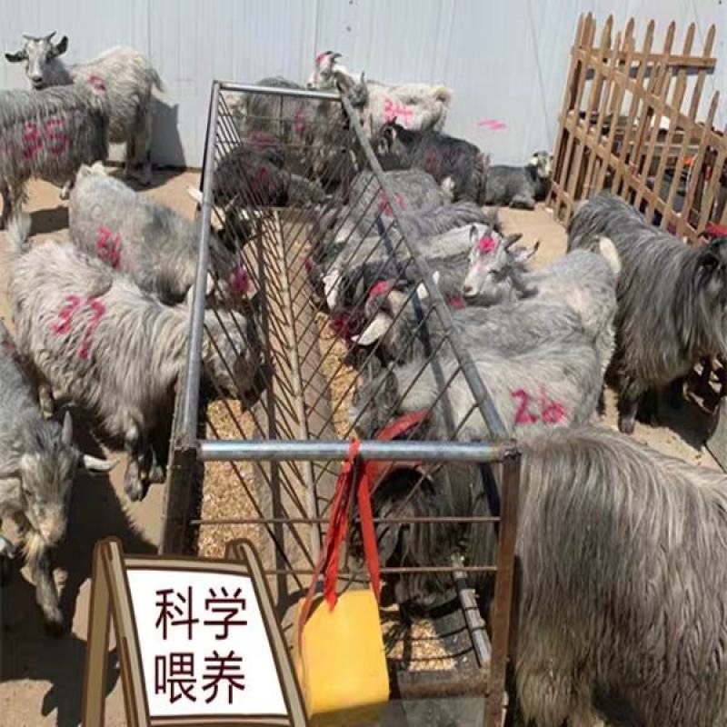 青山羊价格青山羊羊羔头胎怀孕母羊免费运输
